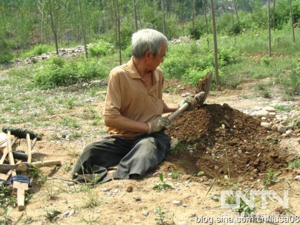 無腿老人的光榮夢想 不辭艱辛植樹三千