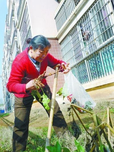 孫玉枝在挖草藥。