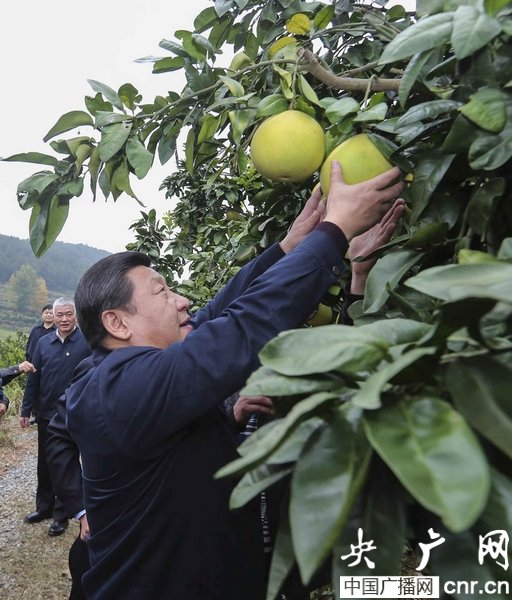 習近平赴湘西調研 摘柚子稱“這是技術活”(圖)